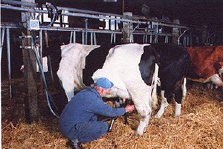 Рентабельность молочно-товарного производства достигает 50% — эксперт