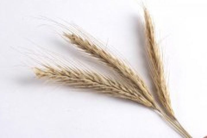Урожай зерна в Украине достигнет 50-53 млн тонн — эксперт
