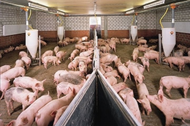 На мировом рынке украинская свинина заменит бразильскую