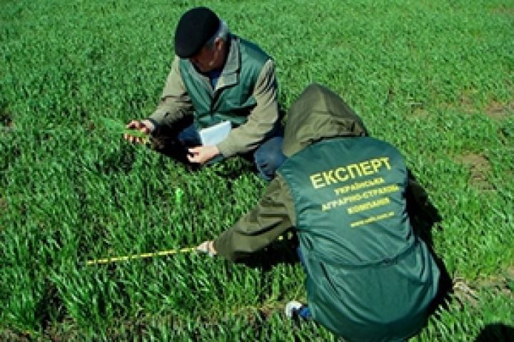Украинская аграрно-страховая компания осмотрит застрахованные посевы