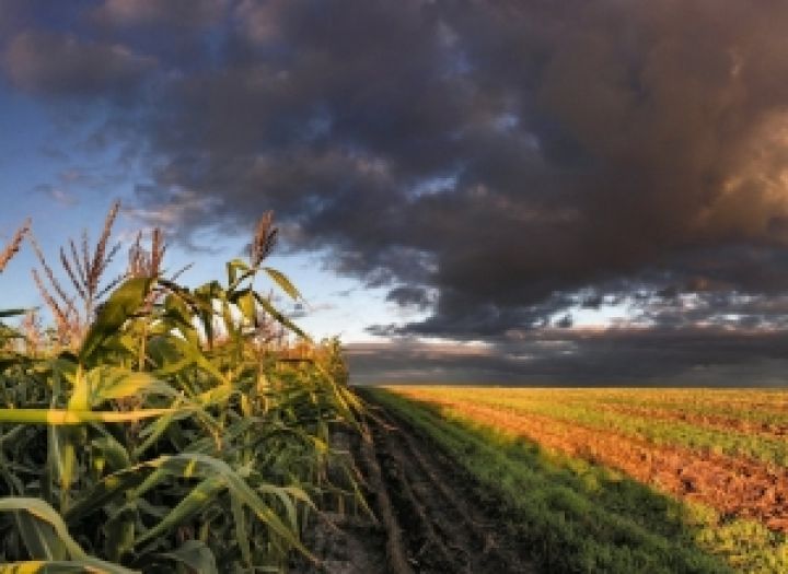 Monsanto прогнозирует выход Украины на 2 место в мире по объему производства кукурузы