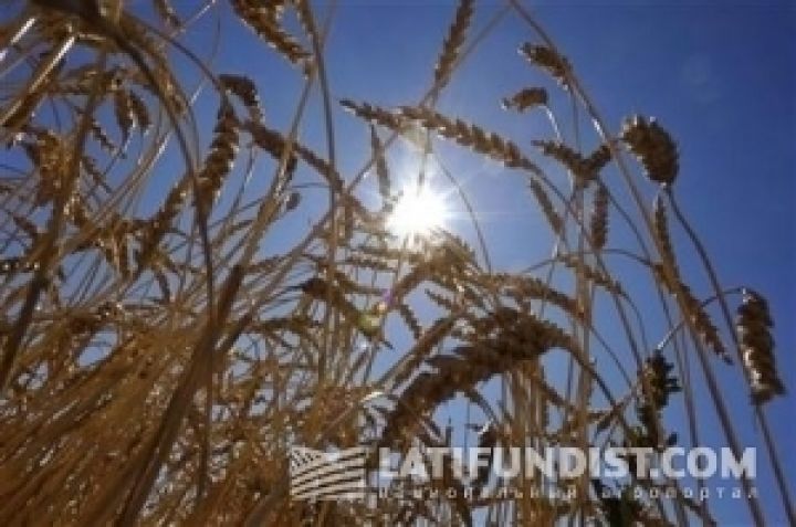 Украина уже собрала 300 тыс. тонн зерновых нового урожая