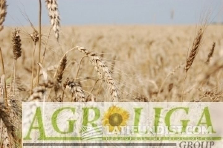 Агролига нарастила урожайность пшеницы на 27%