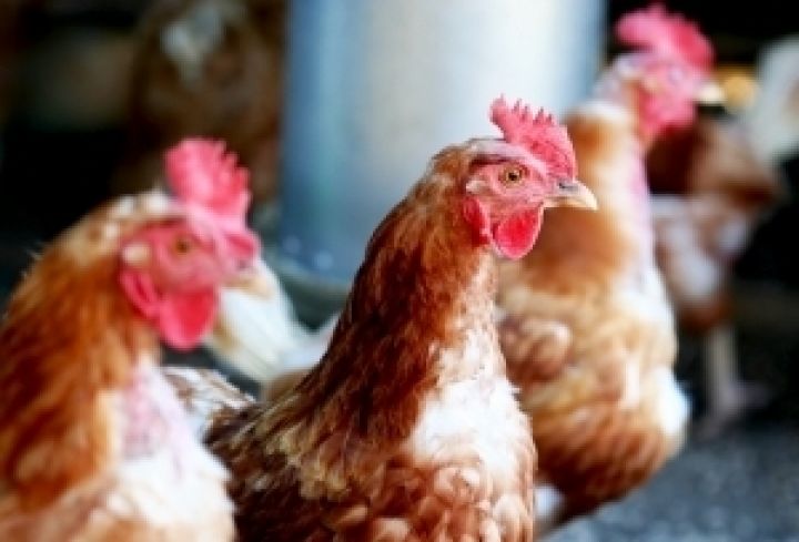 Украина войдет в десятку мировых поставщиков курятины благодаря азиатским рынкам, а не ЕС