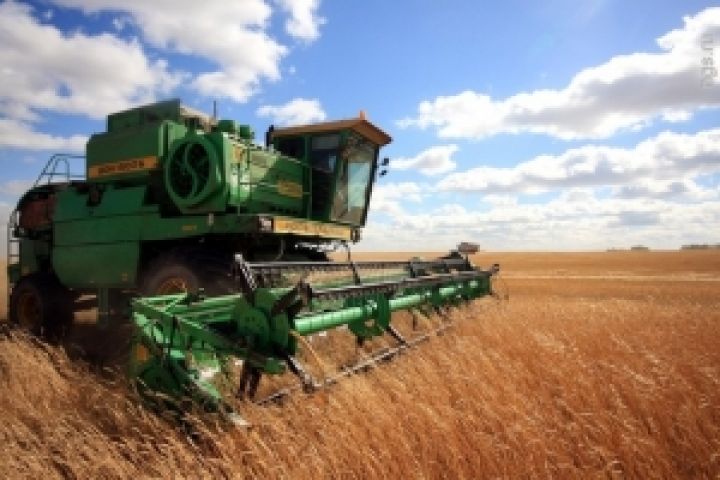 Украина может незначительно сократить посевы озимых зерновых