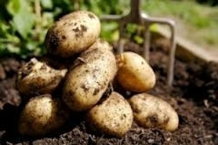 Украина экспортировала рекордный объем картофеля
