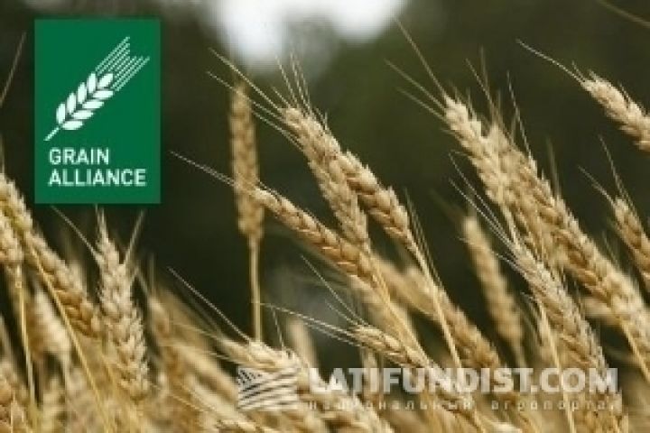 Grain Alliance нарастил урожайность пшеницы
