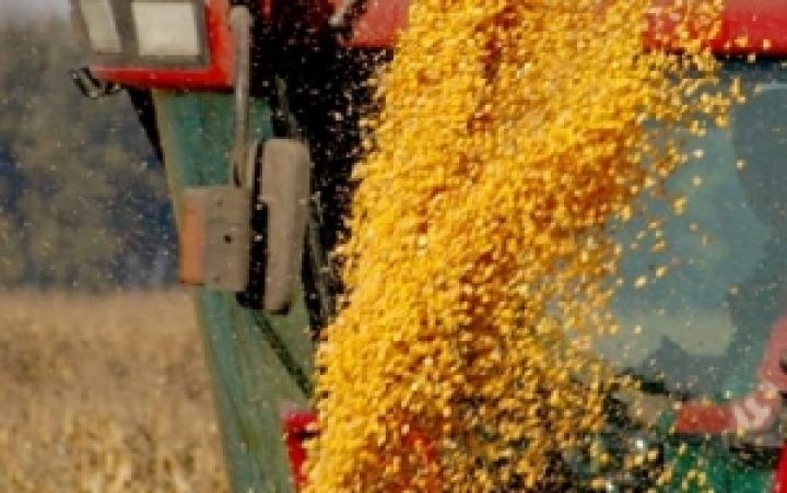 В этом году Украина войдет в тройку ведущих мировых экспортеров кукурузы