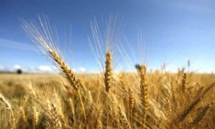Украина наращивает производство продуктов переработки зерна — эксперт