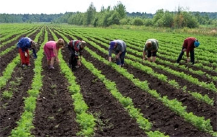 В Украине заработало 70 новых аграрных предприятий