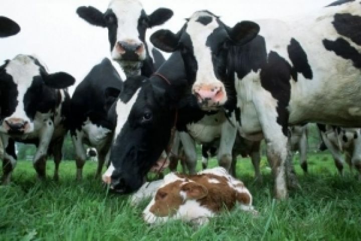 Более 70% коров содержится в хозяйствах населения — эксперт