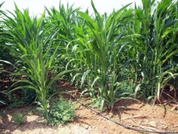 KSG Agro получил высокий урожай кукурузы на капельном орошении