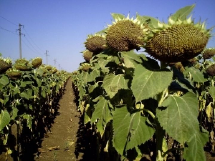 В Украине можно выращивать до 15 млн т подсолнечника в год — мнение