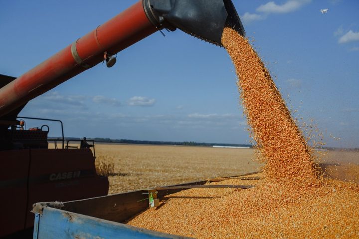 Corn harvest in Agrotrade's fields