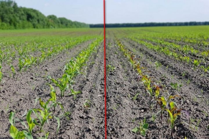 Ефективність рідкого стартового добрива Квантум-ДІАФАН у подоланні «фоcфорної ями» на початку вегетації кукурудзи (справа рядок без внесення)