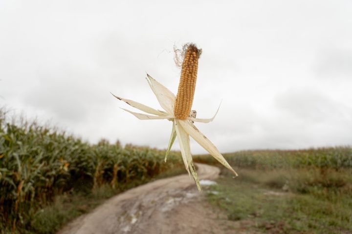 У скільки обійдеться сушіння кукурудзи в сезоні 2022 і що будуть робити аграрії з новим урожаєм?