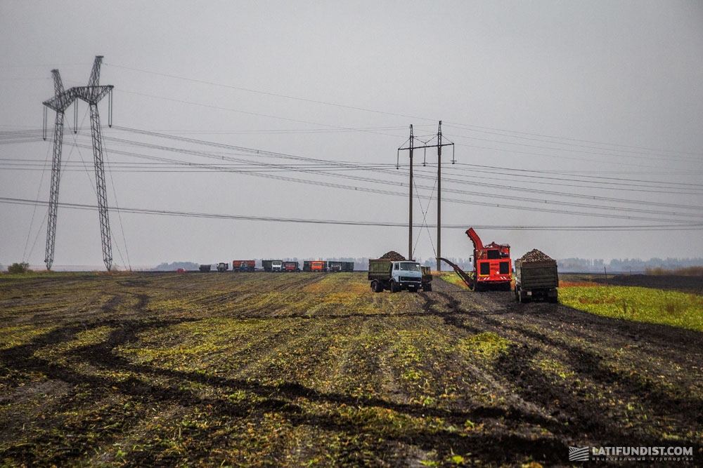 Уборка сахаристых корнеплодов в полях СПК «Овсяницкий»