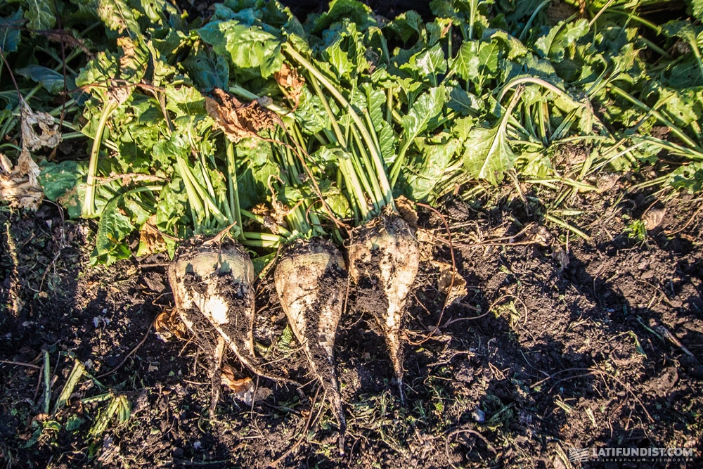 Корнеплоды сахарной свеклы