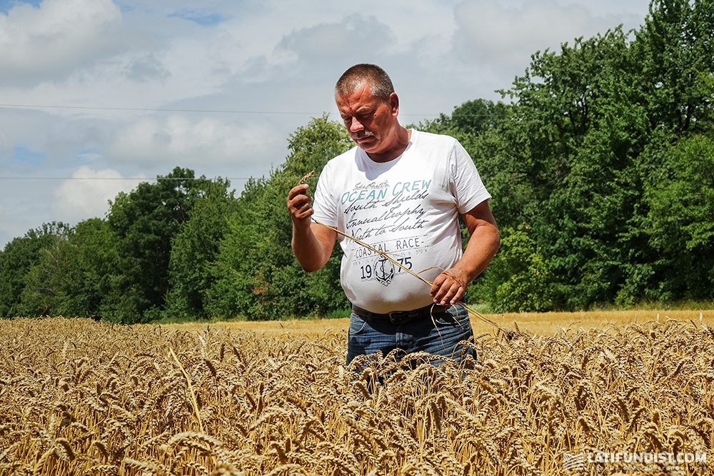 Конрад Павлак изучает посевы пшеницы