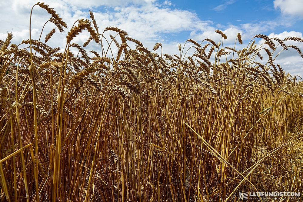 Пшеница в поле предприятия выглядит здоровой