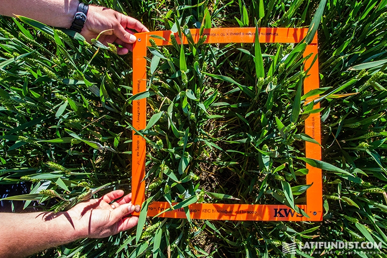 Измерение густоты посева яровой пшеницы