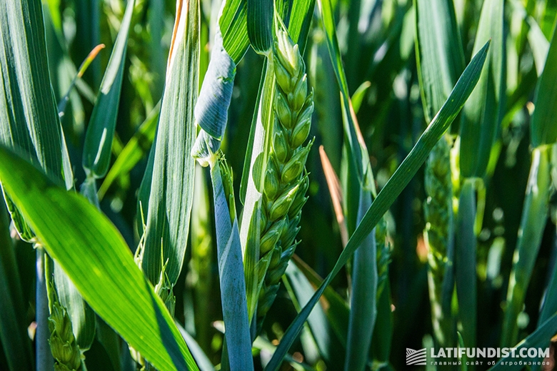 Состояние яровой пшеницы на поле «Агро-Эко ХХI Плюс» в конце мая
