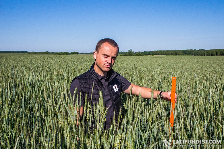 Игорь Давидюк, продакт-менеджер компании «КВС-УКРАИНА», измеряет высоту посевов