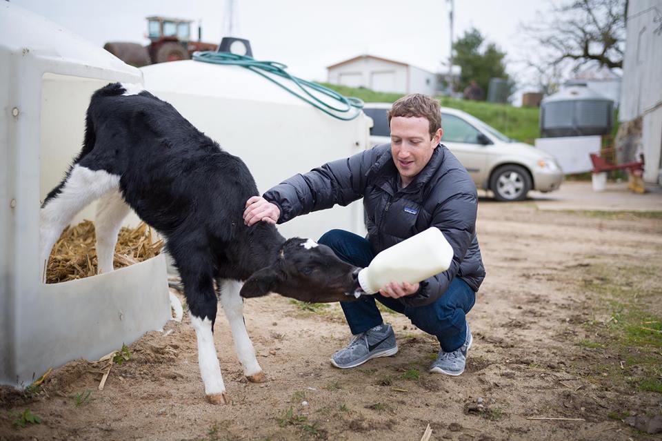 Марк Цукерберг кормит теленка