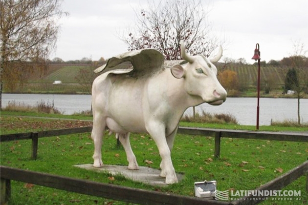Корова-пегас по-люксембургски