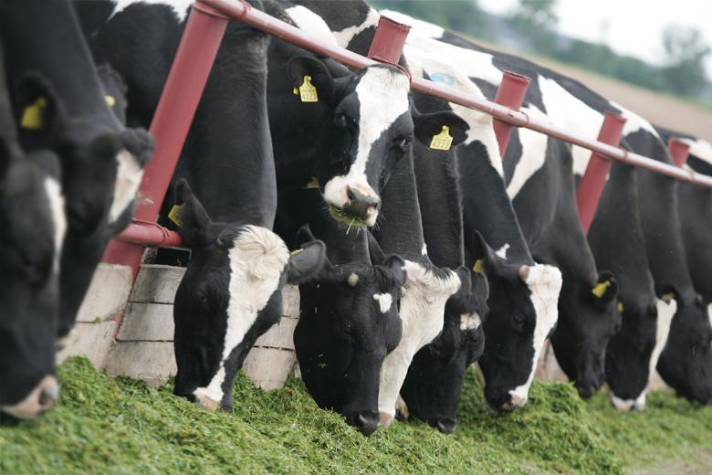 Cows of Ukrainian black-and-white dairy breed at MHP