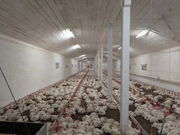Птахоферма 21 тис. голів у Черкаській обл.