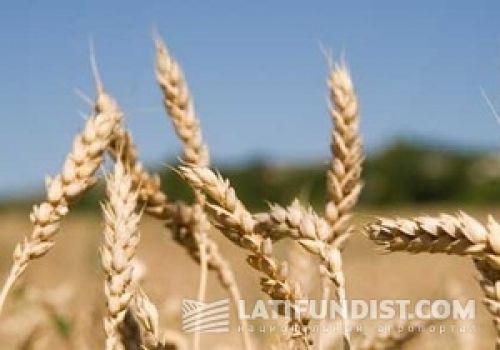Аграрная неделя: «плюс» на «минус» Аграрная неделя: «плюс» на «минус»