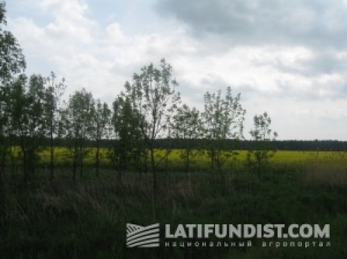 Поле рапса в Германии Поле рапса в Германии