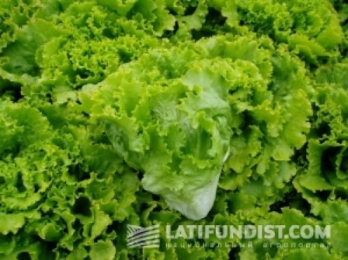 Овощи. Салат-латук (Lactuca sativa L.). Технология выращивания Овощи. Салат-латук (Lactuca sativa L.). Технология выращивания