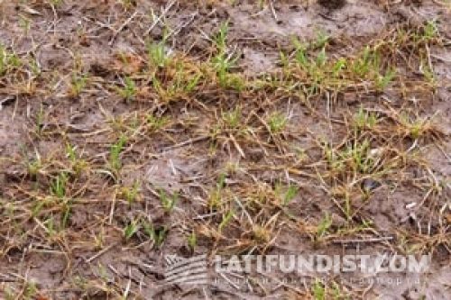 Сильноповреждённые посевы пшеницы