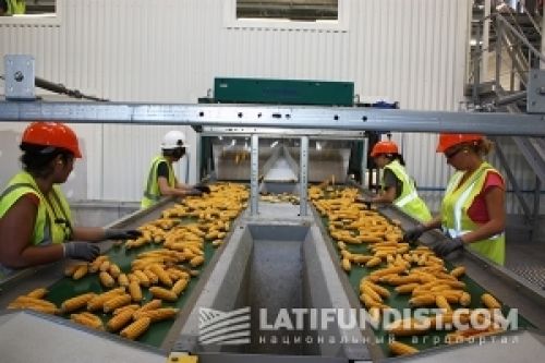 Семенная кукуруза: французский опыт Monsanto Семенная кукуруза: французский опыт Monsanto