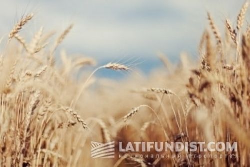 Цены на основные зерновые продолжат снижаться Цены на основные зерновые продолжат снижаться