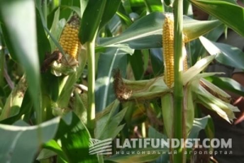 Рынок переваривает очередной отчет USDA