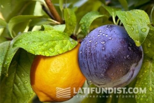 «Лимоны» и «сливы» на элеваторном рынке «Лимоны» и «сливы» на элеваторном рынке
