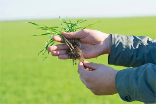 Аграрная неделя: Novus ordo agrarius