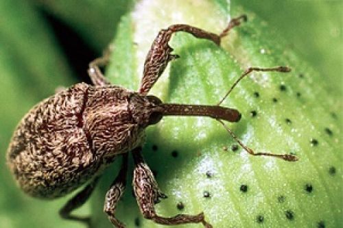 Agroweekend: «Спасибо» вредителям в камне и бронзе Agroweekend: «Спасибо» вредителям в камне и бронзе