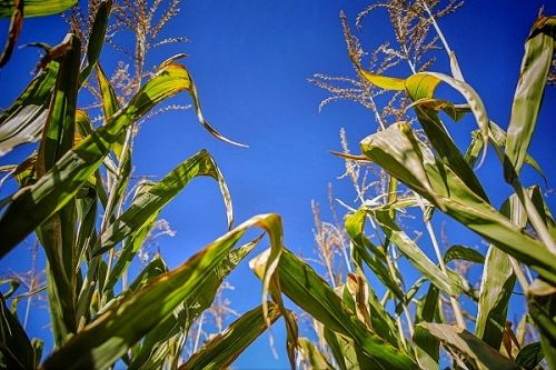 Кукуруза как предшественник под озимые культуры corn