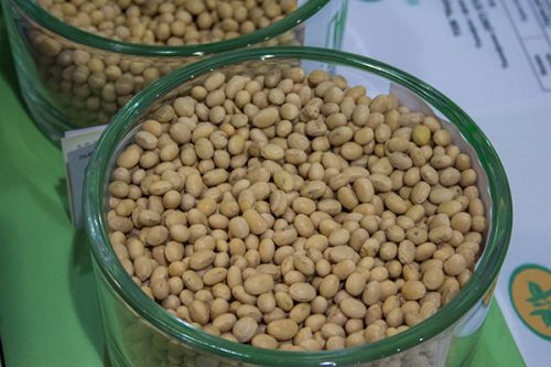 Соевые бобы soy