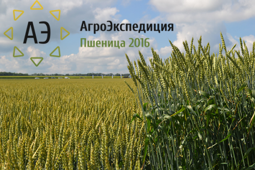 АгроЭкспедиция Пшеница 2016: наш маршрут wheat