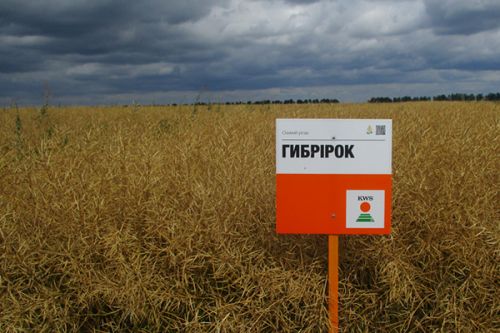 Потенциал урожайности гибридов озимого рапса KWS на Житомирщине Рапс