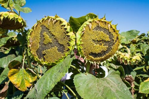 АгроЭкспедиция Подсолнечник День 1 sunflower