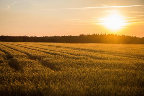 Пшеничное поле wheat