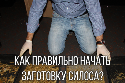 Чем лучше всего кормить скот чтобы получить хороший результат? Чем лучше всего кормить скот чтобы получить хороший результат?