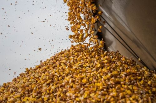 Тенденции рынка кукурузы corn