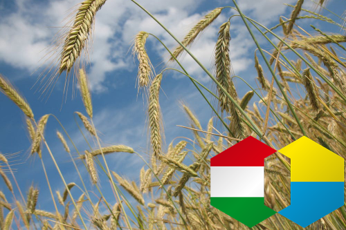 Обмен опытом украинских и венгерских аграриев wheat